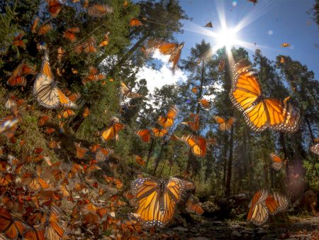 Xochimilco tendrá un recorrido de mariposas totalmente gratis