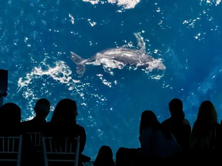 Sinfonía Oceánica: el espectáculo inmersivo en el Museo de Historia Natural
