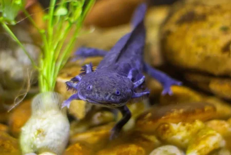 Descubren ajolotes en el desierto: el hallazgo inesperado que redefine la vida en Sonora