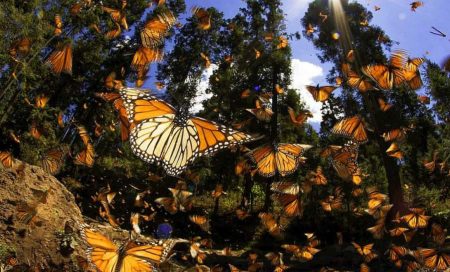 Aumenta 64% la presencia de la mariposa monarca en México