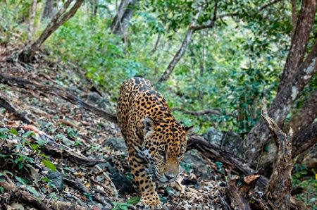 El jaguar volvió a Guanajuato, se avista felino tras más de un siglo de ausencia