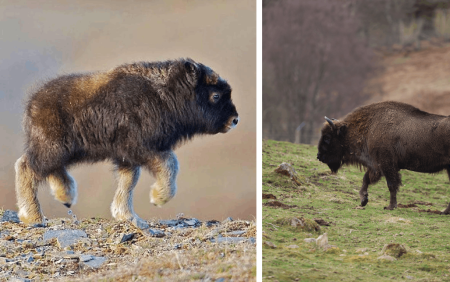 Tras 200 años de ausencia, nace el primer bisonte americano en Sonora