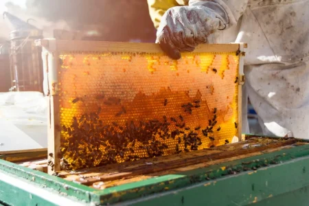 México celebra el Día de las Abejas con récord de producción de miel en el último año