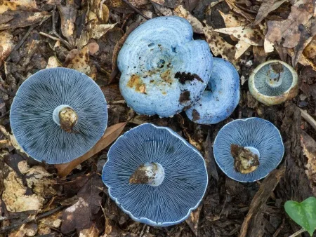 El hongo azul, el tesoro silvestre que pinta de añil la cocina mexicana