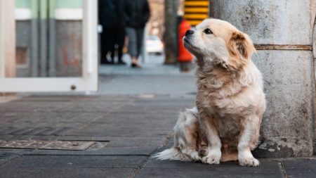 México busca duras penalizaciones por abandonar perritos o gatitos
