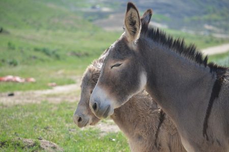 Nueva ley en México protege a burros y caballos con descanso y mejores condiciones de vida