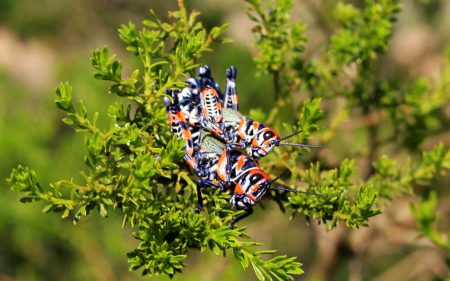 Descubren en Oaxaca chapulines de colores desconocidos para la ciencia
