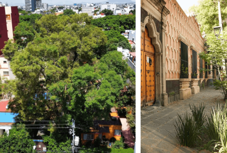 El fresno prehispánico de Coyoacán que acaba de convertirse en Patrimonio Natural
