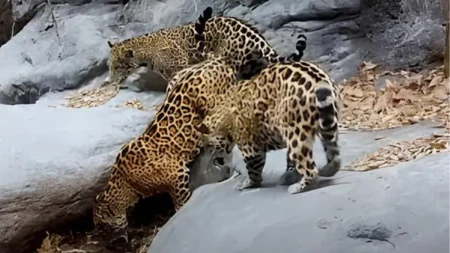 Hallazgo histórico en Guanajuato: una jaguar y sus dos crías fueron captadas en la Sierra Gorda