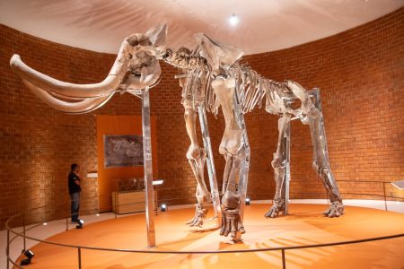 El Museo del Mamut de Tultepec ya recibe visitantes con nuevas salas y muestras