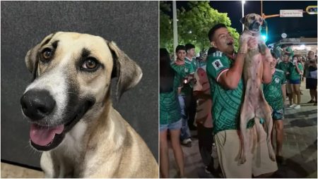 Confirman que perrita perdida fue encontrada gracias a los festejos de la victoria de México