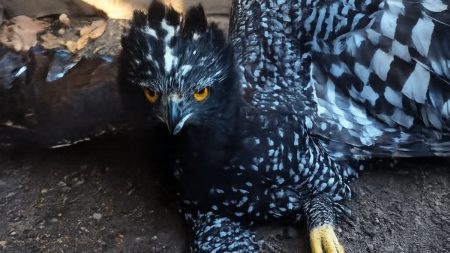 Hallazgo histórico: Águila tirana aparece por primera vez en la Sierra Gorda