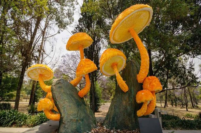 Hongosto llega con 43 actividades gratuitas para descubrir el fascinante reino fungi