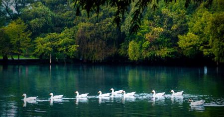 El parque en Coyoacán que volvió a la vida: regresan aves migratorias a Huayamilpas