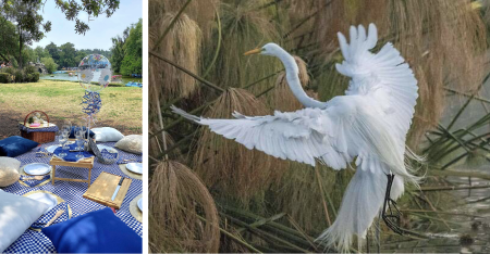 Habrá picnic gratuito en Chapultepec para observar a las aves migratorias
