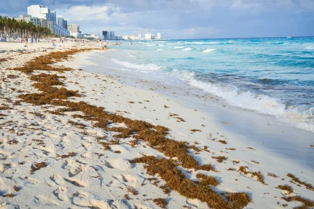 El sargazo que invade la Riviera Maya podría transformarse en una fuente de economía circular
