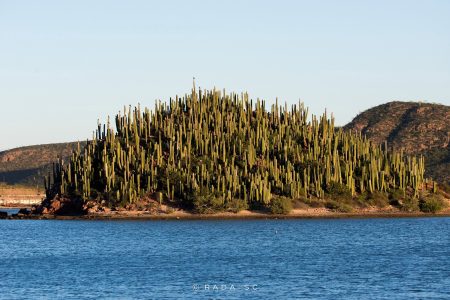 Islas Mellizas, los jardines flotantes de cactus en Sonora