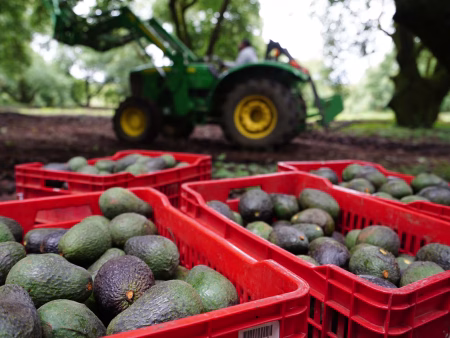EEUU reanuda importación de aguacates mexicanos tras caída del 25% en 2026