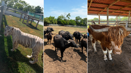 ¿Qué pasará con los 135 animales exóticos encontrados por la FGR en un rancho de Tamaulipas?