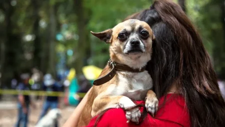 CDMX propone pensión de manutención para perros o gatos tras rupturas de parejas