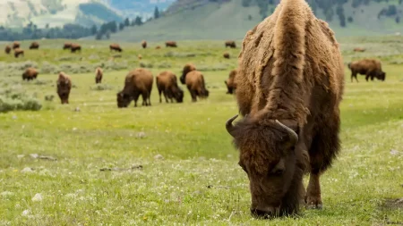 México liberó a 23 bisontes en 2009 y cambió por completo el paisaje de Janos