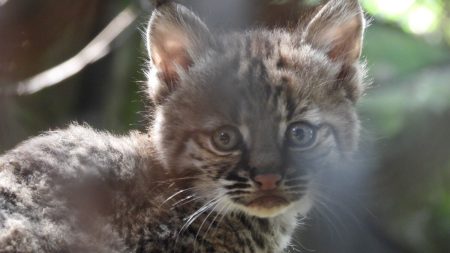 Nace un lince rojo por primera vez en Chapultepec