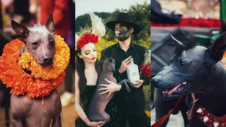 El primer Festival del Perro Xoloitzcuintle llegará a CDMX en octubre