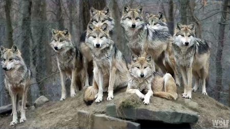 El lobo mexicano enfrenta una nueva amenaza por Trump en Estados Unidos