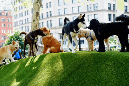 CDMX tendrá una Utopía Canina con alberca, laberintos y gimnasio para perros