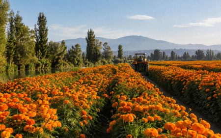 Campos de cempasúchil en CDMX: habrá recorridos en tractor, fechas y ubicación