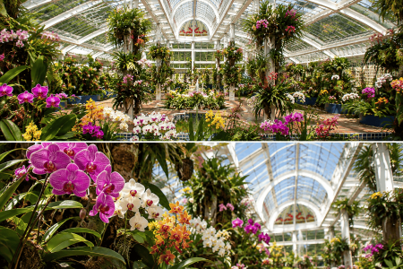 Chapultepec tendrá el orquideario más grande de Latinoamérica, un paraíso de flores