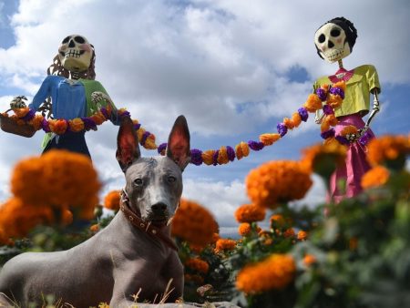 El xoloitzcuintle ya es Patrimonio Cultural Inmaterial de la CDMX